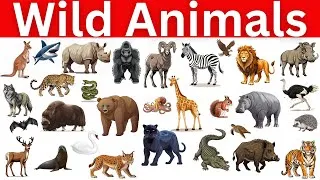 Thumbnail: Learn 100 Wild Animals in English |Wild animals| Names and Pronunciation