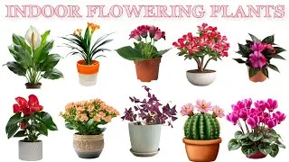 Thumbnail: Best Indoor Flowering Plants Name | Indoor Flowering Plants | Easy English Learning Process