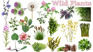 Thumbnail: Wild Plants Name | Wild Plants Name With Pictures | Wild Plants | Easy English Learning Process
