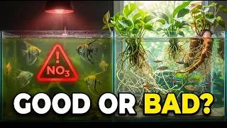 Thumbnail: Are Nitrates Actually GOOD for Your Aquarium? Here's the Ideal Level (Land Plants)