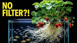 Thumbnail: Strawberry-Powered Aquarium? The Results Shocked Me! (No Filter)