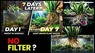 Thumbnail: Snake Plant in Aquarium Water? The Riparium Results Shocked Me
