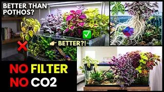 Thumbnail: The 7 Best Exotic Terrestrial Plants That Love Aquarium Water (Living Aquarium)