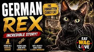 Thumbnail: German Rex Cat: The Forgotten Curly Cat With an Incredible Genetic Story
