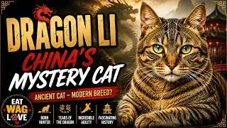 Thumbnail: Dragon Li Cat: China’s Mysterious Cat With an Incredible Story