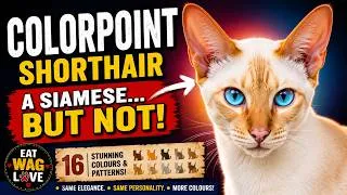 Thumbnail: Colorpoint Shorthair: The Siamese Lookalike With 16 Stunning Colour Combinations