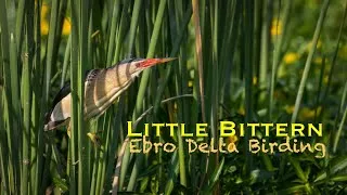 Thumbnail: LITTLE BITTERN | Ebro Delta birding boat tour | bird watching in Spain