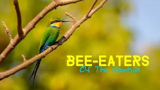 Thumbnail: Bee-eaters of The Gambia | bird watching tours in Africa