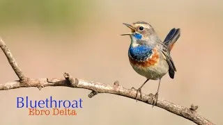 Thumbnail: Bluethroat | Ebro Delta, Spain