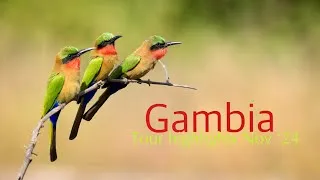 Thumbnail: Gambia Birding tour | Best bird watching moments November 2024