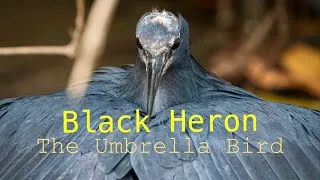 Thumbnail: Umbrella Bird | Black Heron | Birding in The Gambia