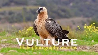 Thumbnail: Vulture Photography in Spain | Lammergeier, Griffon & Black Vulture