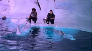 Thumbnail: Beluga Training Session - SeaWorld Orlando - August 2, 2026