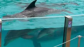 Thumbnail: Meet the Baby Dolphin - SeaWorld San Diego - July 12, 2026