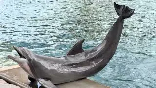 Thumbnail: Dolphin Point Scales - SeaWorld San Diego - July 12, 2026