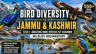 Thumbnail: Bird Diversity of Jammu & Kashmir 🦅 | 550+ Amazing Bird Species of Kashmir | Wildlife Documentary