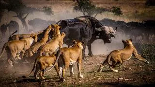 Thumbnail: Survival Has No Rules: Buffalo vs Lion | African Wildlife Documentary