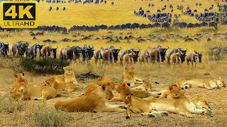 Thumbnail: African Wilderness 4K | Peaceful Safari & Relaxing Wildlife Sounds