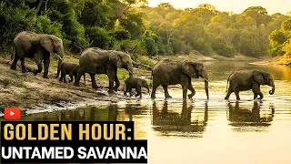 Thumbnail: Untamed African Savanna Wildlife in 4K | 30 Minutes of Majestic Nature