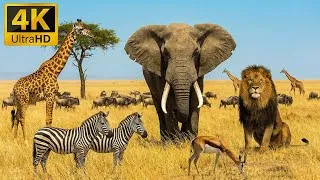 Thumbnail: 30 Minutes of Relaxing Tanzania Wildlife | Peaceful African Animals & Nature Sounds 4K