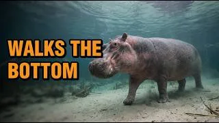 Thumbnail: Inside Africa's Flooded Okavango Delta