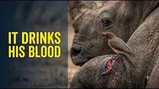 Thumbnail: The Bird That Guards A Blind Rhino