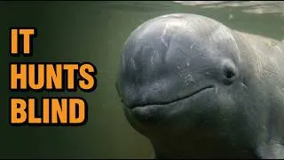 Thumbnail: Why This River Dolphin Hunts Completely Blind