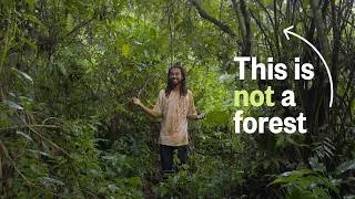 Thumbnail: How a “Problem” Plant Is Saving a Forest