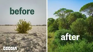Thumbnail: We Tried a Different Reforestation Method — With Incredible Results