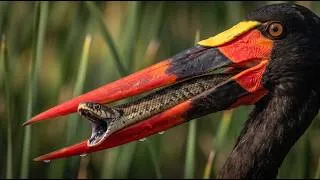 Thumbnail: The Incredible Life of the Saddle-Billed Stork | (4K Wildlife Documentary) @EcoVana-e5i 