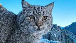 Thumbnail: Meet the World's Fluffiest Wild Cat | Pallas's Cat Documentary @EcoVana 