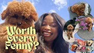 Thumbnail: What It Really Costs to Own a Toy Poodle (2 Years Later)