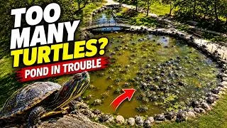 Thumbnail: This Park Pond Was Overloaded With Turtles
