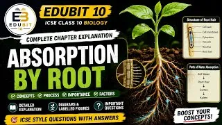 Thumbnail: Absorption by Root | Complete Chapter Explanation | ICSE Class 10 Biology | Edubit 10
