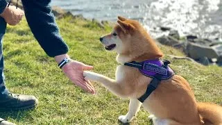 Thumbnail: Big brain Shiba can count! 1️⃣2️⃣3️⃣4️⃣