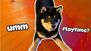 Thumbnail: Shiba Inu Puppy reacts to his First Storm (Cuteness Overload!)