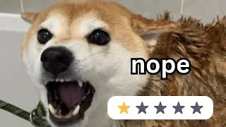 Thumbnail: The absolute WORST dog breed 👀