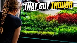 Thumbnail: Trimming Monte Carlo Carpet Plant | Satisfying Aquascape Maintenance | EHEIM