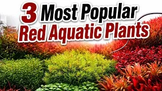 Thumbnail: 3 Most Popular Red Aquatic Plants