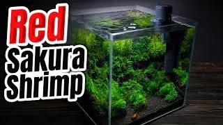 Thumbnail: Life Inside a Red Sakura Shrimp Tank