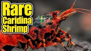 Thumbnail: CARIDINA SHRIMP So Rare Most People Will Never See Them