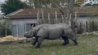 Thumbnail: 🦏 Running Rhino “A hog deer runs for its life” #rhino #neushoorn #zoo #wildlife #wildanimals #nature
