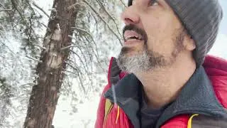Thumbnail: A Winter Wonderland Walk in Truckee, CA