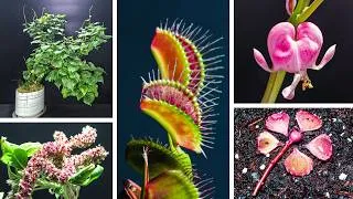 Thumbnail: 1,401 Days in 12 Minutes | Plant Growth Time-Lapse Compilation