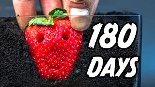 Thumbnail: Strawberry Underground Time-Lapse: Rot or Root?