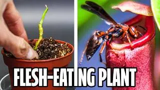 Thumbnail: I Filmed a Nepenthes Pitcher Plant for 440 Days (Time-Lapse)