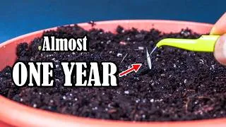 Thumbnail: The Slowest Grass I've Ever Grown (Time-Lapse)