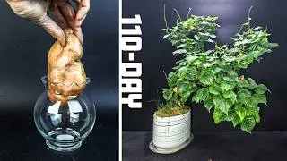 Thumbnail: I Grew a Sweet Potato Into a Bonsai (Time-Lapse)