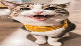 Thumbnail: best cats of august
