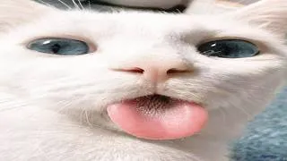 Thumbnail: cats to brighten up your day